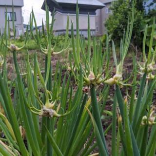 葱の分けつ