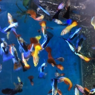 ゼブラダニオ　熱帯魚　zebradanio　ゼブラ　ダニオ　ベタ　の画像