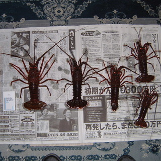 伊勢海老釣りに使用した竿・リールセット　中古の画像