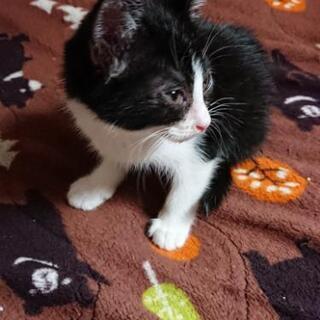 小さなハチワレさん - 猫