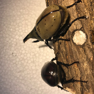 グラントシロカブト　成虫ペア