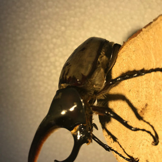 グラントシロカブト　成虫ペアの画像