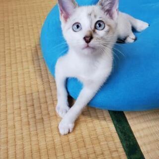交渉中  保護ネコ 生後約4ヶ月 オス (写真更新6月28日)
