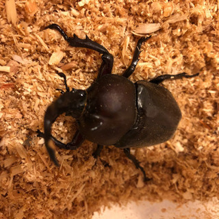 船橋市産カブトムシの画像