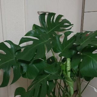 観葉植物 モンステラの画像