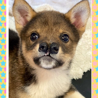 ✨生後3カ月位の子犬✨　里親様決定