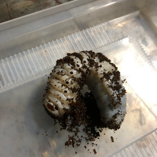 外国産クワガタ、カブト幼虫