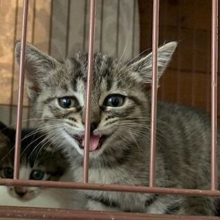 No.3 子猫と成猫の里親さんを募集します