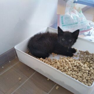 仔猫　生後２ヶ月　女の子