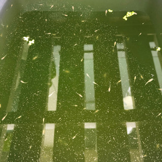 楊貴妃めだかの稚魚　増殖中( *;｀ω´) 
