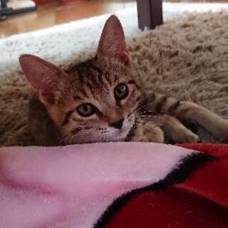 キジトラ 子猫 里親募集