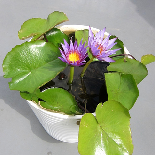 開花済み 熱帯スイレン