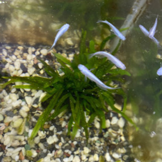 (取引中につき一旦停止)メダカ　稚魚　10匹　＋稚エビ５匹の画像