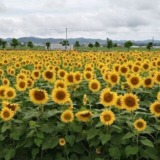 ◆楽しいグルチャ募集(現在女性募集)◆