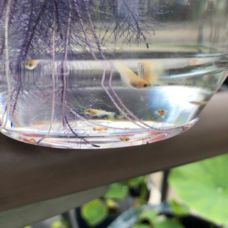 楊貴妃めだかの稚魚　増殖中( *;｀ω´) の画像