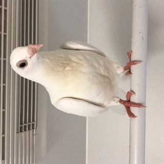 幸せにしてあげてください。