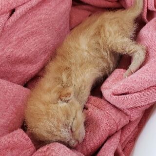 生後10日程の子猫