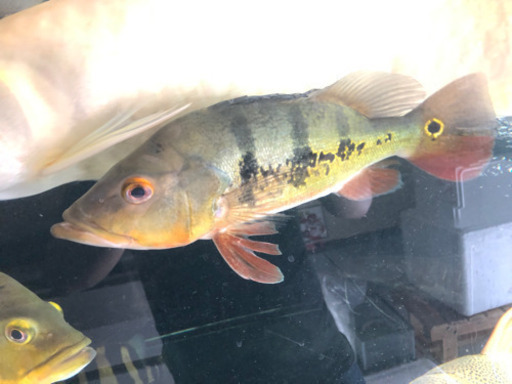 キクラ　ケルベリー約28センチ