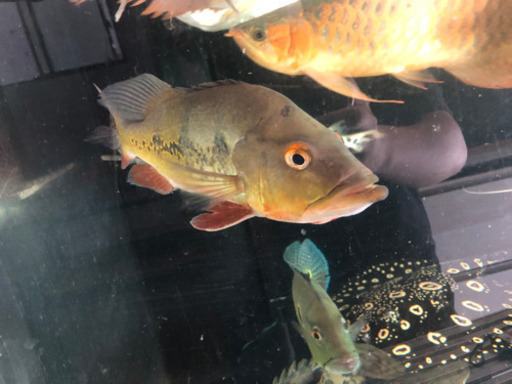 キクラ　ケルベリー約28センチ