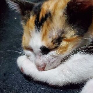 里親3匹決まりました☆生後5ヶ月の子猫ちゃん