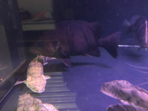 ダトニオ　黒個体約26センチ