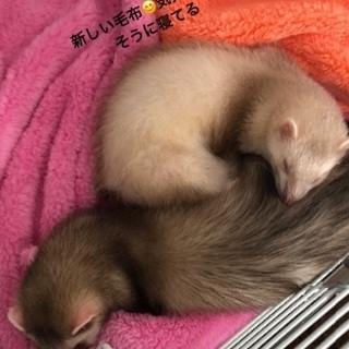 フェレット2匹