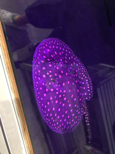 淡水エイ　ハイブリッド　約胎盤15センチ