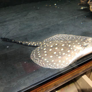 淡水エイ ハイブリッド 約胎盤15センチ