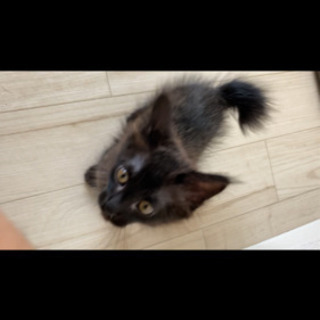 黒猫3ヶ月ぐらい