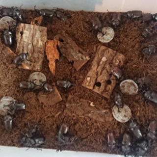 カブト虫　オス、メスペアセット