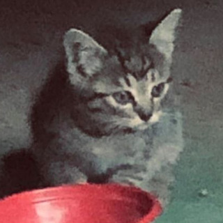 子猫里親募集