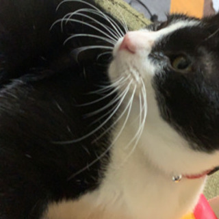 成猫1歳オス2匹里親さん募集してます!!