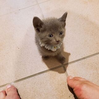 生後1カ月ちょいのロシアンブルー風子猫ちゃん