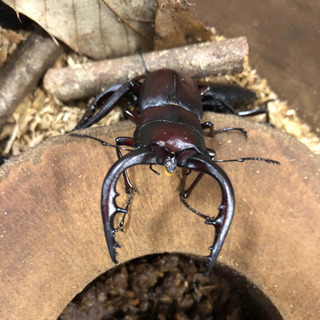 ノコギリクワガタペア