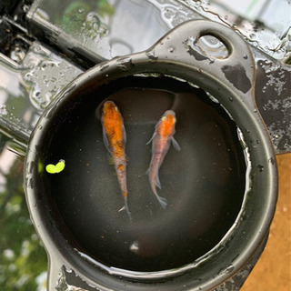 紀州三色錦メダカ