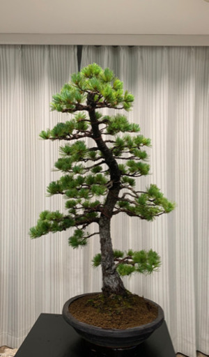 盆栽 五葉松 大品盆栽