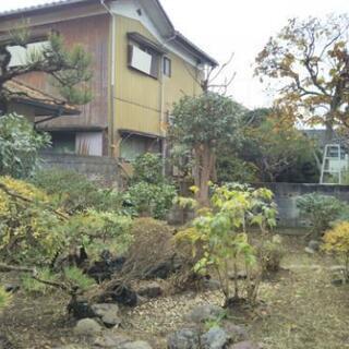 庭木の手入れ、伐採、枯木の処分、草取りのみ防草シート貼り、ハチや...