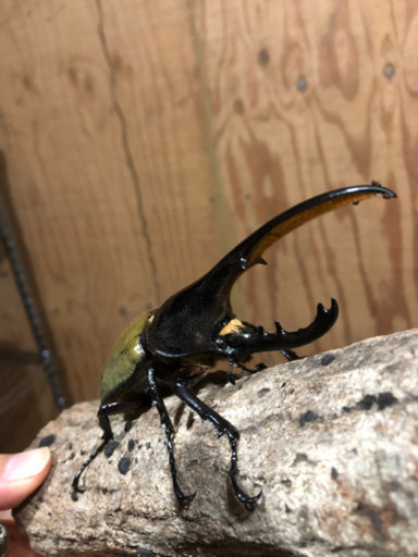 ヘラクレスオオカブトムシ　ペア