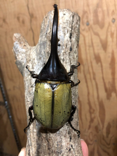 ヘラクレスオオカブトムシ　ペア