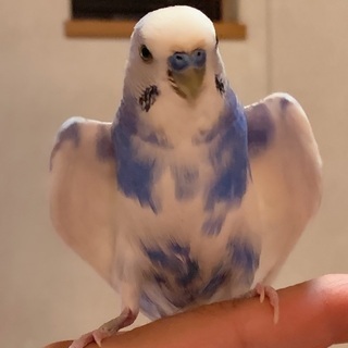 急募<ジャンボセキセイインコ>の里親募集