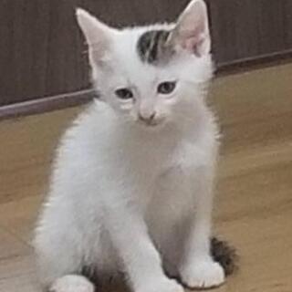 里親さん、募集しています🐱🐈 − 滋賀県