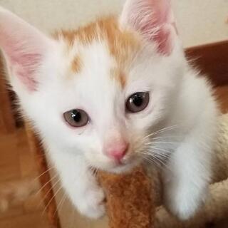 里親さん、募集しています🐱🐈 - 大津市