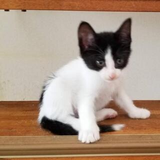 里親さん、募集しています🐱🐈 - 猫