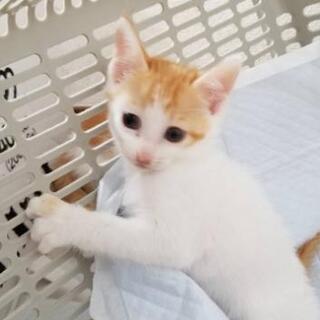 里親さん、募集しています🐱🐈 - 里親募集