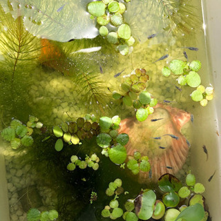 深海針子①(終了)