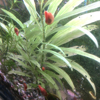 レッドラムズの画像