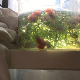 レッドラムズの画像