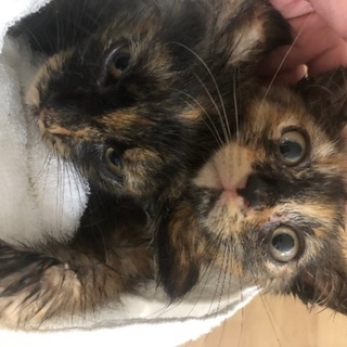 サビの子猫姉妹。
