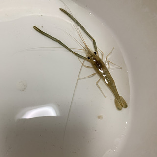 決まりました　テナガエビ