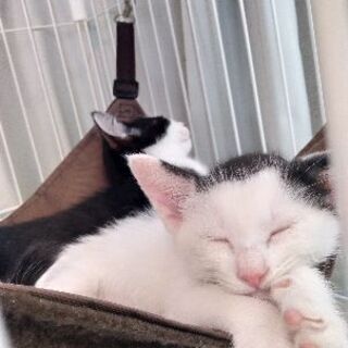 子猫兄妹2匹生後2ヶ月 - 猫